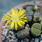 Lithops Bonsai Hybrid Rare Cactus Succulent Plants 200 Seeds