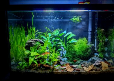 Pellia Moss Fern Aquarium Plant Java Fish Tank Aquascape Decoration 2000 Seeds