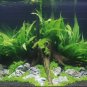 Pellia Moss Fern Aquarium Plant Java Fish Tank Aquascape Decoration 2000 Seeds