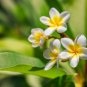 Frangipani Plumeria Rubra Lei Egg Flower Plant 200 Seeds