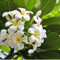 Frangipani Plumeria Rubra Lei Egg Flower Plant 200 Seeds