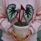 Bonsai Begonia Flowers 400 Seeds