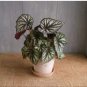 Bonsai Begonia Flowers 400 Seeds