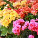 Exotic Rieger Begonias Begonia Beautiful Bonsai Multi-Flap Flower 200 Seeds