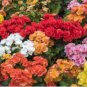 Exotic Rieger Begonias Begonia Beautiful Bonsai Multi-Flap Flower 200 Seeds