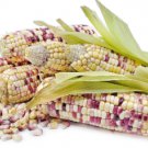 Sheng Li Waxy Corn 10 Seeds