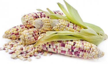 Sheng Li Waxy Corn 10 Seeds
