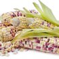 Sheng Li Waxy Corn 10 Seeds