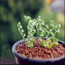 Spring Grass Plant Succulents Plant Grass DIY 1000 Seeds