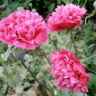 Beautiful Carnation 400 Seeds