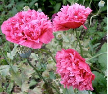 Beautiful Carnation 400 Seeds