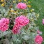 Beautiful Carnation 400 Seeds