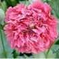 Beautiful Carnation 400 Seeds