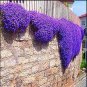 Creeping or Rock Thyme Bonsai CRESS 80 Seeds