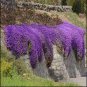 Creeping or Rock Thyme Bonsai CRESS 80 Seeds