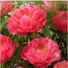 Peony 'Coral Sunset' Paeonia lactiflora Bonsai 20 Seeds