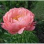 Peony 'Coral Sunset' Paeonia lactiflora Bonsai 20 Seeds