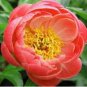 Peony 'Coral Sunset' Paeonia lactiflora Bonsai 20 Seeds