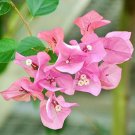 Bougainvillea Spectabilis Willd Bonsai 200 Seeds