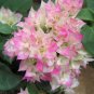 Bougainvillea Spectabilis Willd Bonsai 200 Seeds