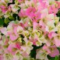 Bougainvillea Spectabilis Willd Bonsai 200 Seeds