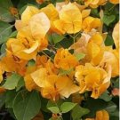 Bougainvillea Spectabilis Willd Bonsai Bonsai Plant 200 Seeds
