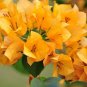 Bougainvillea Spectabilis Willd Bonsai Bonsai Plant 200 Seeds