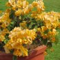 Bougainvillea Spectabilis Willd Bonsai Bonsai Plant 200 Seeds