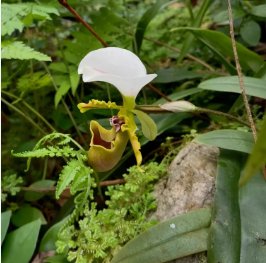 Paphiopedilum Orchid 200 Seeds