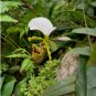 Paphiopedilum Orchid 200 Seeds