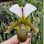 Paphiopedilum Orchid 200 Seeds