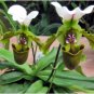 Paphiopedilum Orchid 200 Seeds