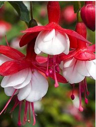Fuchsia Rose Red White Double Flowers 100 Seeds