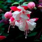 Fuchsia Rose Red White Double Flowers 100 Seeds