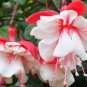 Fuchsia Rose Red White Double Flowers 100 Seeds
