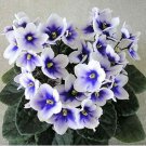Mini Violet Plants Colorful Rare African Flower 200 Seeds