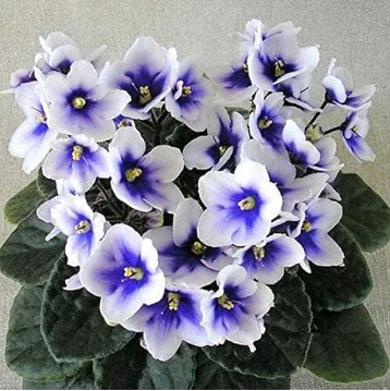 Mini Violet Plants Colorful Rare African Flower 200 Seeds