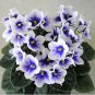 Mini Violet Plants Colorful Rare African Flower 200 Seeds