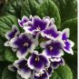 Mini Violet Plants Colorful Rare African Flower 200 Seeds