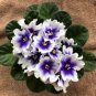 Mini Violet Plants Colorful Rare African Flower 200 Seeds