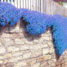 Creeping Thyme Bonsai Flower Bonsai Rock Cress 400 Seeds