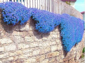 Creeping Thyme Bonsai Flower Bonsai Rock Cress 400 Seeds