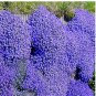 Creeping Thyme Bonsai Flower Bonsai Rock Cress 400 Seeds