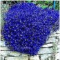 Creeping Thyme Bonsai Flower Bonsai Rock Cress 400 Seeds