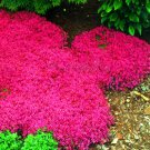 Creeping Thyme Bonsai or Multi-Color Rock CRESS Plant 200 Seeds