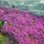 Creeping Thyme Bonsai or Multi-Color Rock CRESS Plant 200 Seeds