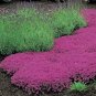 Creeping Thyme Bonsai or Multi-Color Rock CRESS Plant 200 Seeds