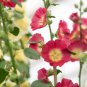 red Scented Geranium Flower (Althaea rosea) DIY 100 Seeds