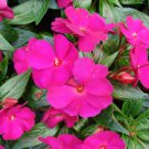 Impatiens hawkeri VAR. ramosa 6000 Seeds