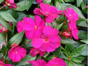 Impatiens hawkeri VAR. ramosa 6000 Seeds